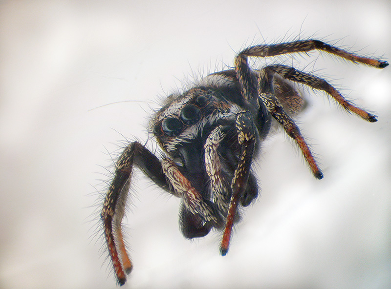 Salticide con cheliceri esagerati